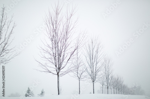 Wallpaper Mural Winter Trees 31 Torontodigital.ca