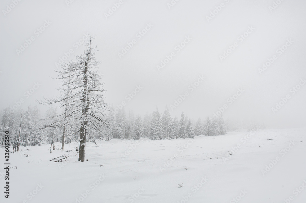 Winter time in the mountains. Trees covered with fluffy white snow, and in the background you can see thick milky fog. The ski season is fully winter