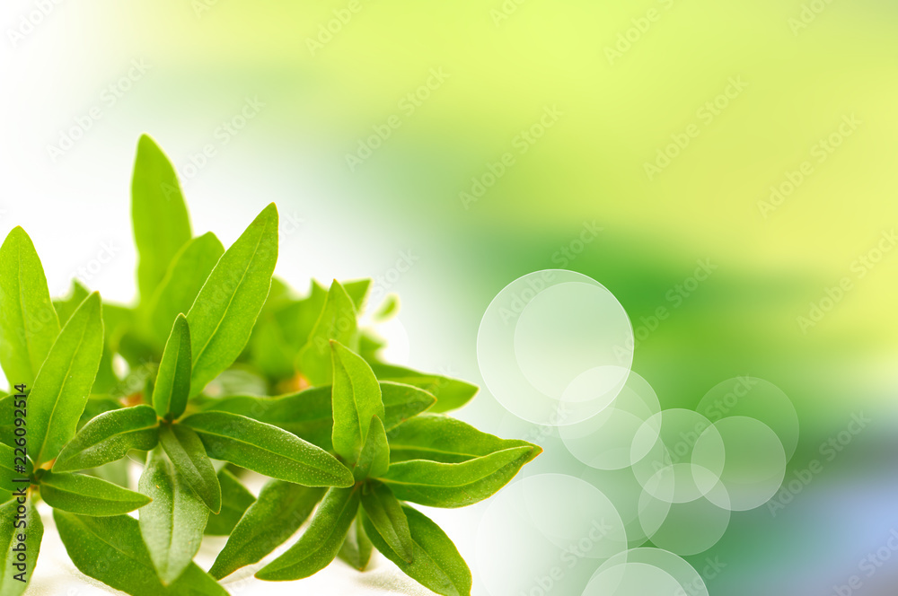 Thyme fresh herb closeup on a blurred background. A place for text. Thyme fresh herb closeup on a blurred background. A place for text.