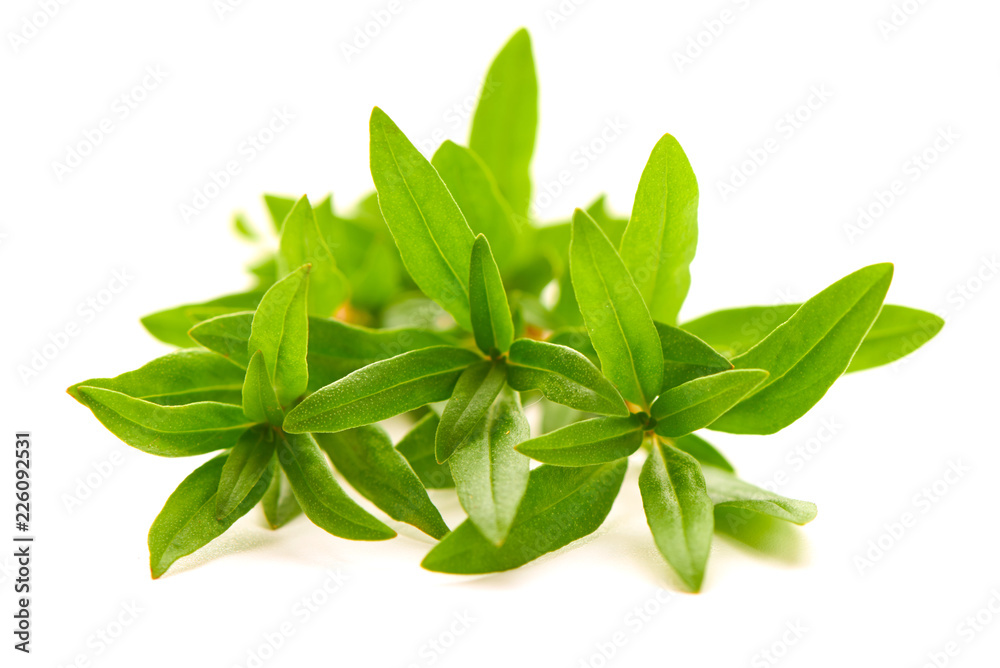 Thyme fresh herb closeup isolated on a white background. Thyme fresh herb closeup isolated on a white background.