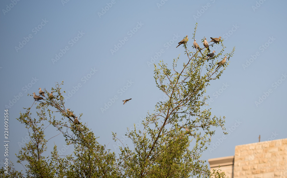 Flock of birds sitting on small branches of tree Flock of birds sitting on small branches of tree