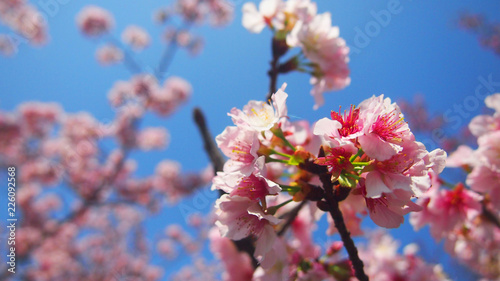 Pink blossom sakura flowers