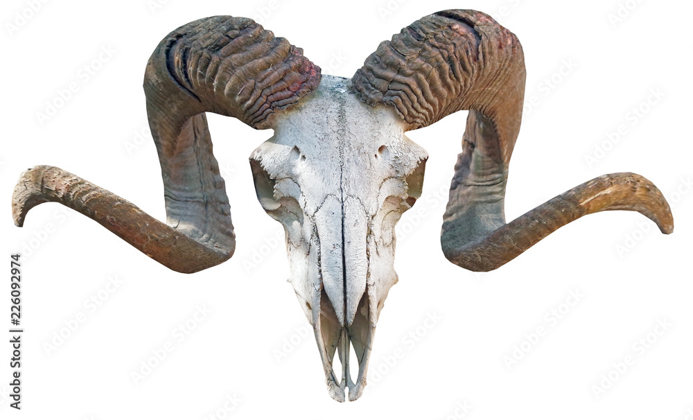 Naklejka premium szkielet, głowa owcy z rogami