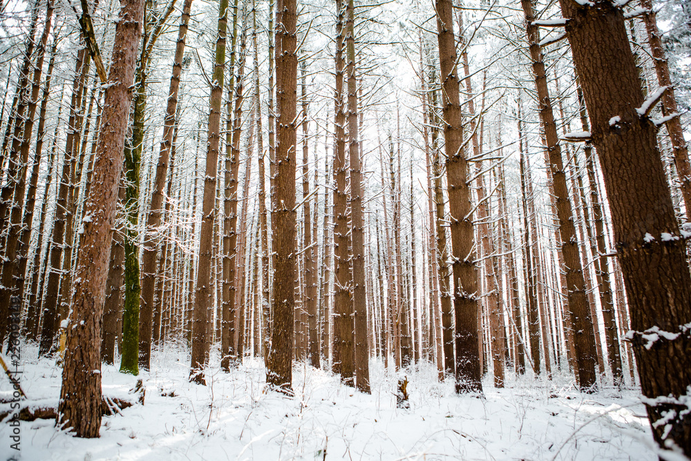 Obraz premium Winter Trees 22