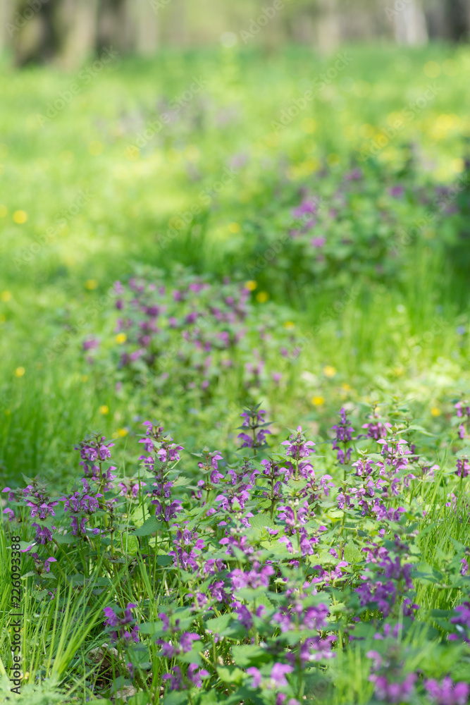 Field of blooming purple wildflowers in park on spring time. Close Up of flowers and blurred background for subtitles. Grows in the wild.