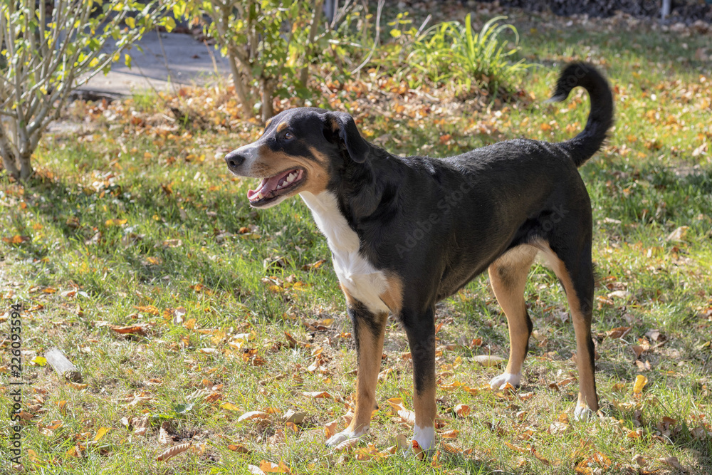 Appenzeller Sennenhund im Herbst Appenzeller Sennenhund im Herbst