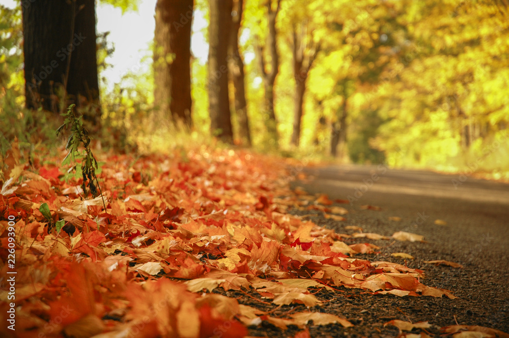 Close-up on gold-brown leaves lying on an asphalt road in autumn. In the background, fuzzy trees on which the leaves have a golden color. The most beautiful period of the year in nature.