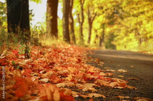 Close-up on gold-brown leaves lying on an asphalt road in autumn. In the background  fuzzy trees on which the leaves have a golden color. The most beautiful period of the year in nature.