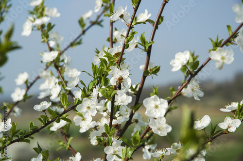 White cherry blossom on blue sky with small bee collecting fresh nectar. Spring time.