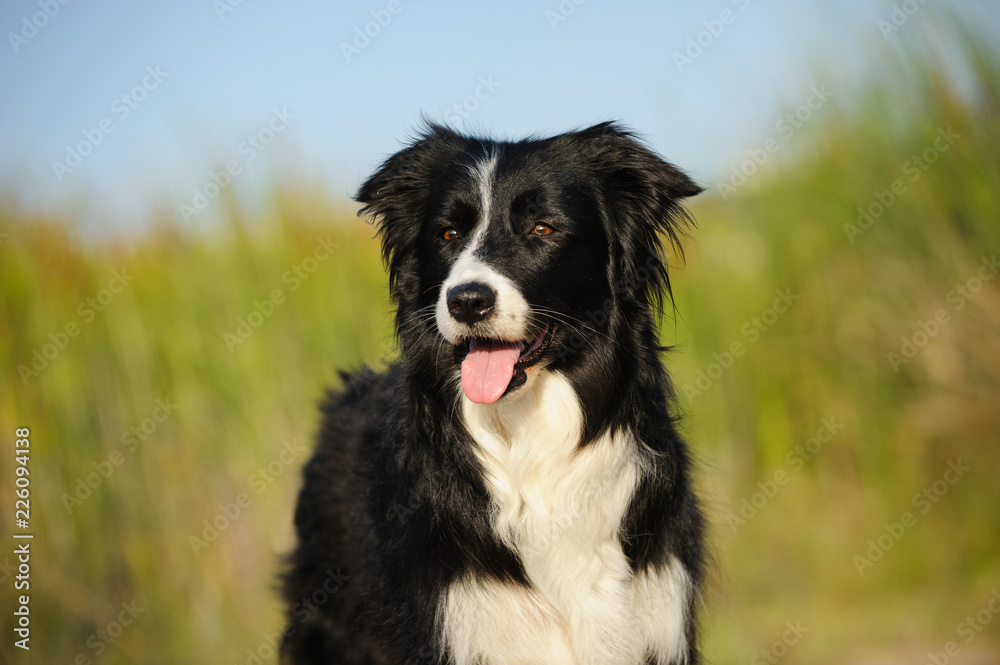 Border Collie dog outdoor portrait in natural environment