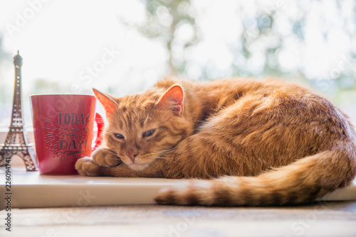 cat lying with a mug