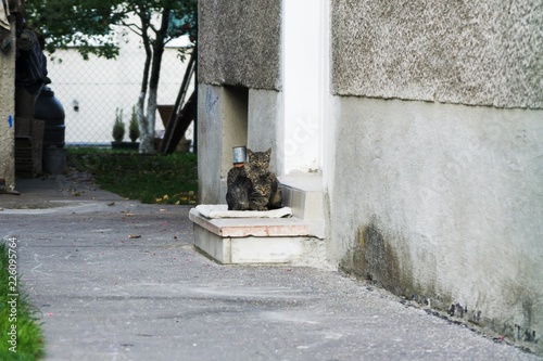 Cat in the garden. Slovakia