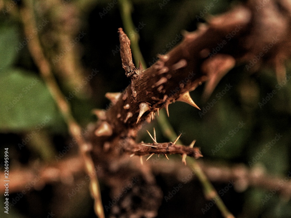 Obraz premium nature