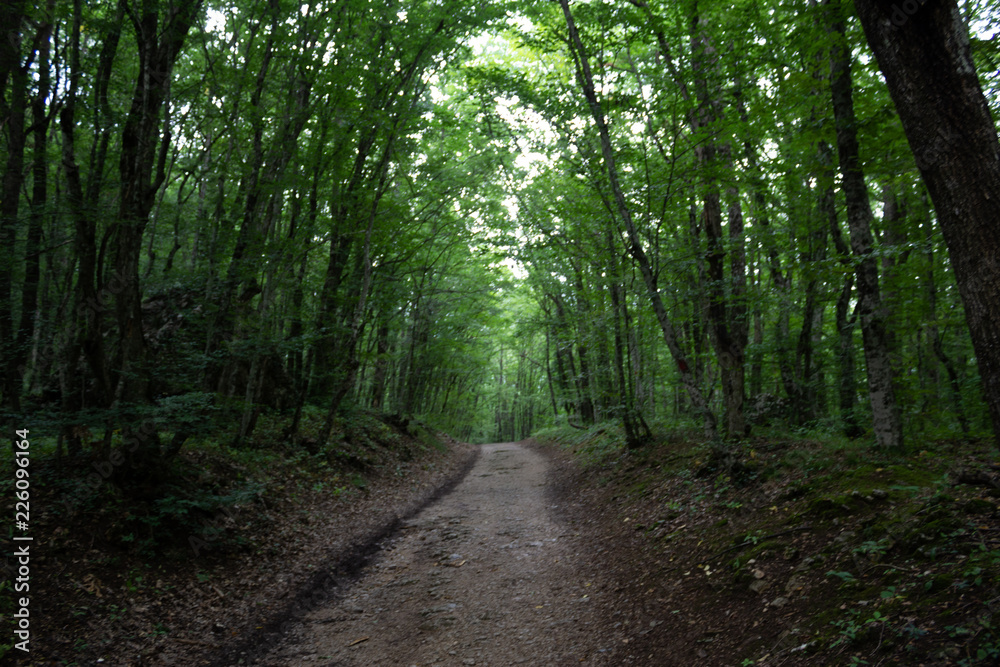 Obraz premium forest path