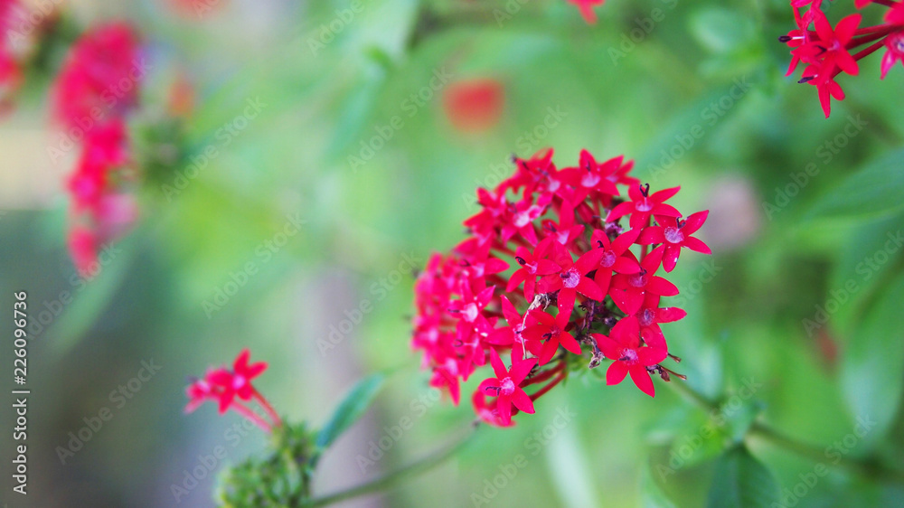 Tropical flowering plant, Loosestrife and pomegranate family