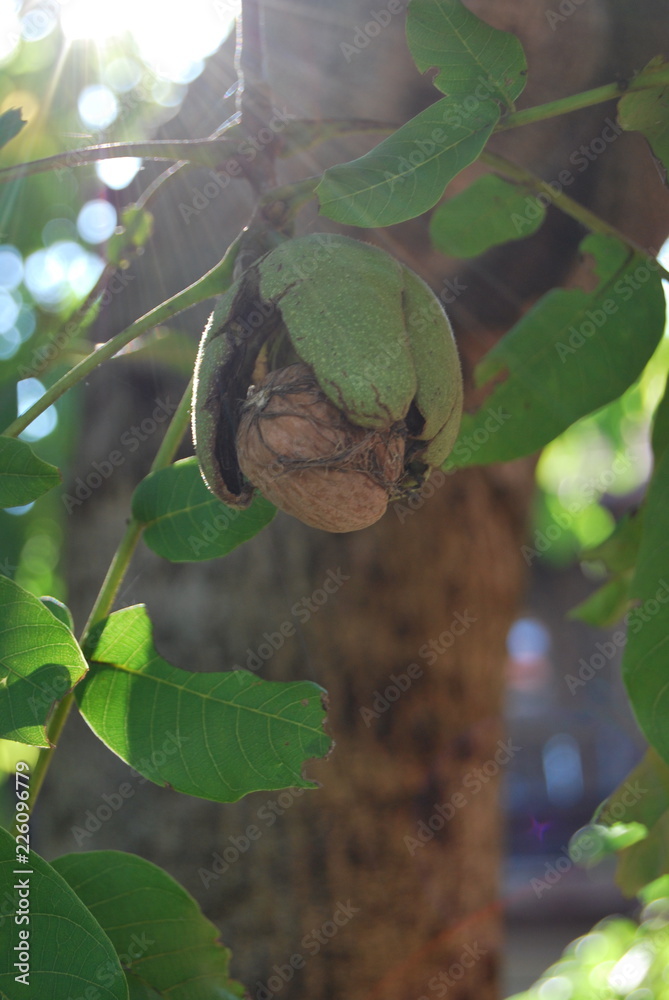 Walnuss am Baum