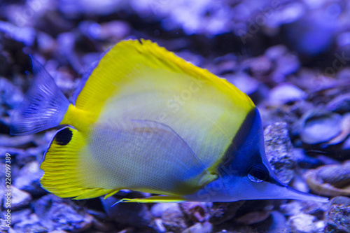 Yellow longnose butterflyfish photo