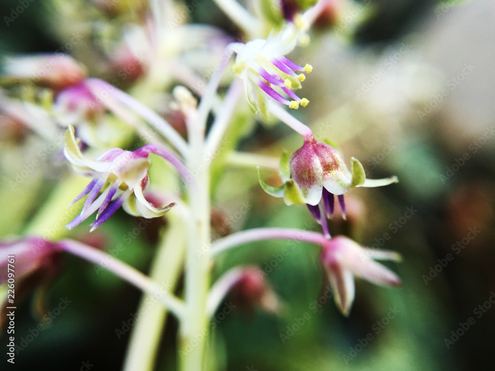 Purple heart Orchid flowers Purple heart Orchid flowers