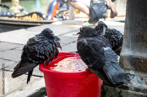 pigeons on street