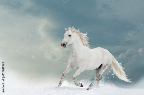 Beautiful white stallion in winter