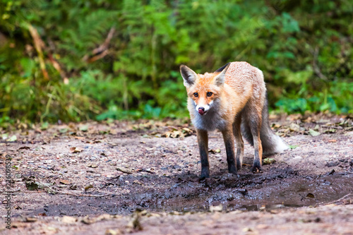 little wild fox in the green forest © Sergey