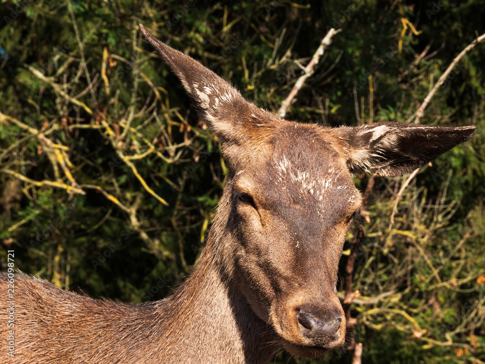 Fototapeta premium cute deer in nature with close up and brown flair