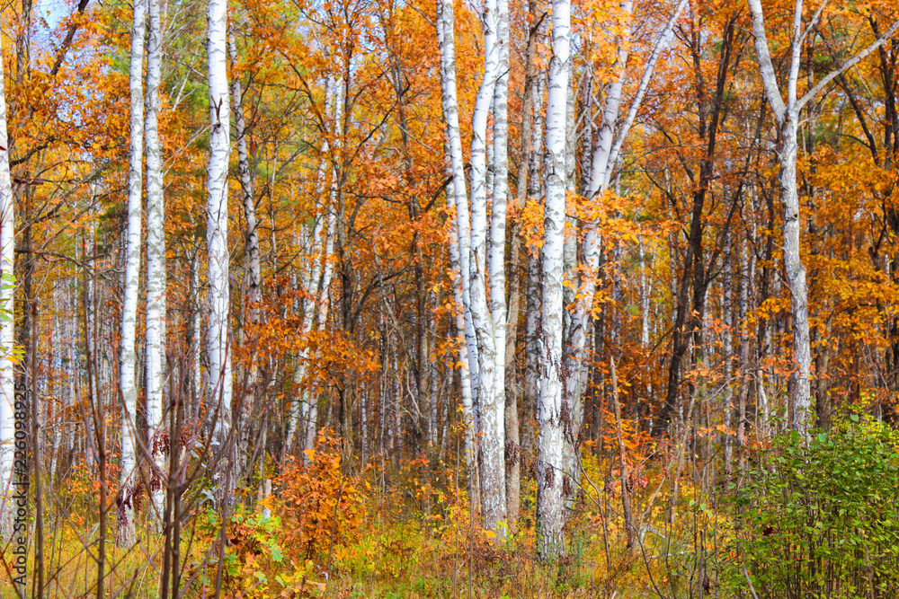 Colours of the autumn forest