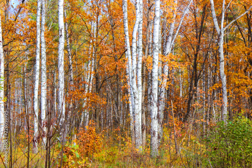 Colours of the autumn forest