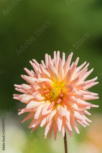 Fototapeta Naklejka Na Ścianę i Meble -  Semi-Kaktus Dahlie (Asteraceae) blüht in der Sommersonne.