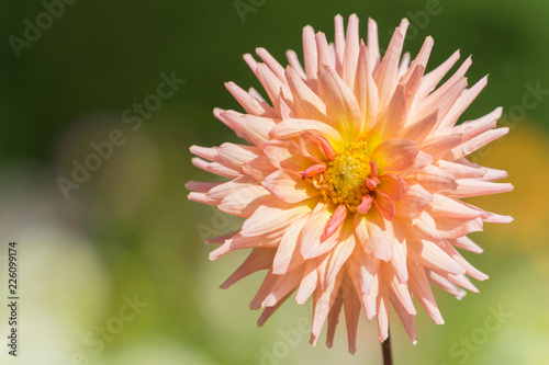 Fototapeta Naklejka Na Ścianę i Meble -  Semi-Kaktus Dahlie (Asteraceae) blüht in der Sommersonne.