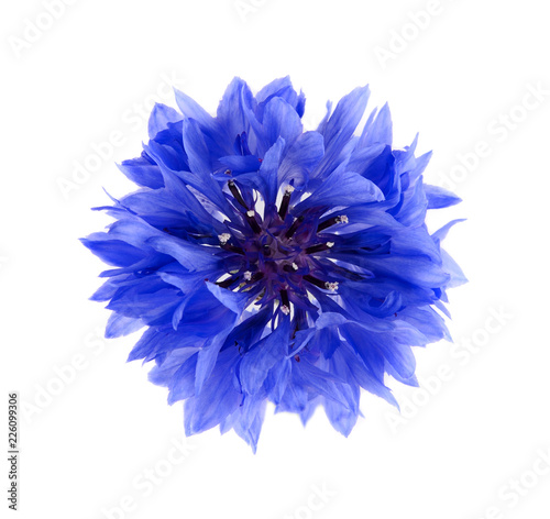 Blue cornflower herb isolated on white background