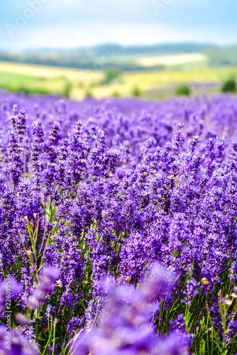 Cotswolds lavender field, England