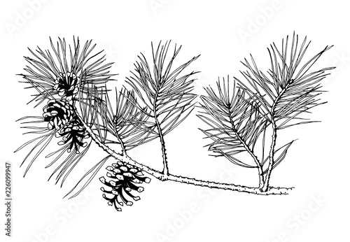 Hand drawn pine tree branch with cones isolated on white background. Vector illustration. Black pen in vintage engraved style