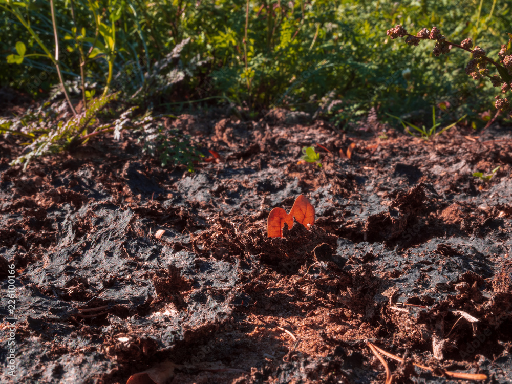 Field with fresh soil and Soil natural fertilizer Field with fresh soil and Soil natural fertilizer