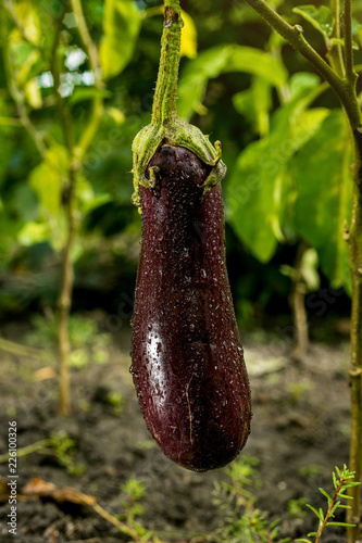 Growing the ripe purple eggplant  in vegetable garden