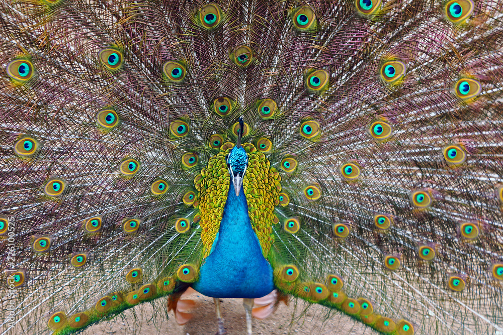Obraz premium Front view of peacock with an outspread tail