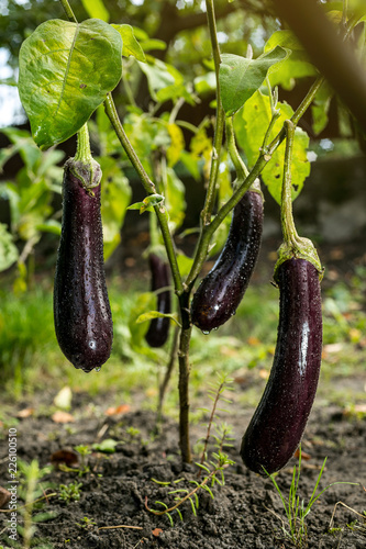 Growing the ripe purple eggplant  in vegetable garden