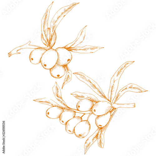 Orange hippophae plant. Vector icon on white background. Vector flower for background, texture, wrapper pattern, frame or border.