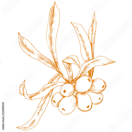 Orange hippophae plant. Vector icon on white background. Vector flower for background, texture, wrapper pattern, frame or border.