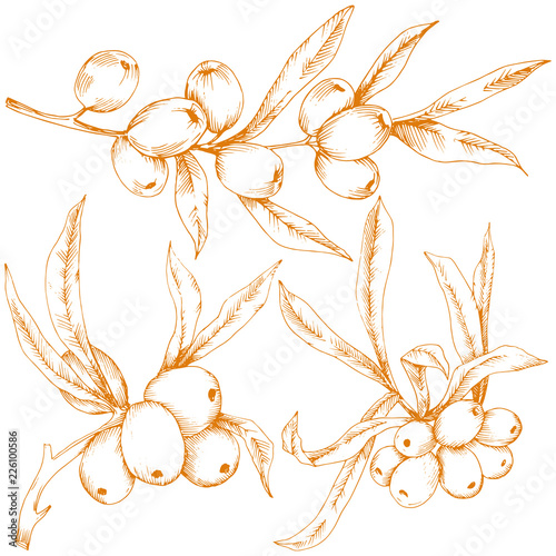 Orange hippophae plant. Vector icon on white background. Vector flower for background, texture, wrapper pattern, frame or border.