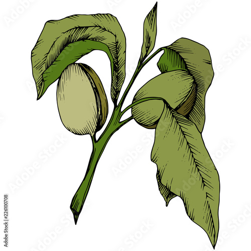 Green almond in a vector style isolated. Full name of the plant: almond. Vector flower for background, texture, wrapper pattern, frame or border.