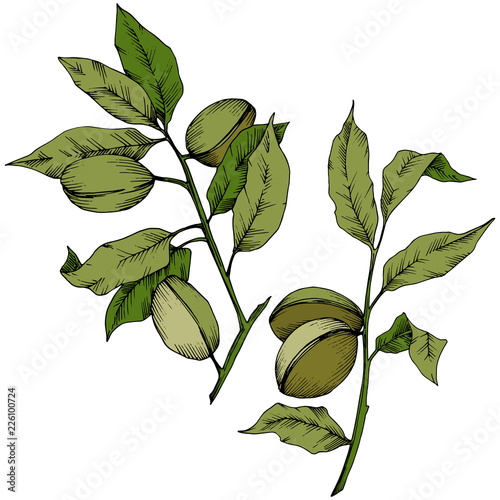 Green almond in a vector style isolated. Full name of the plant: almond. Vector flower for background, texture, wrapper pattern, frame or border.