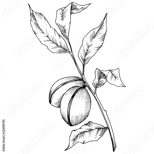 Almond in a vector style isolated. solated illustration element.Full name of the plant: almond. Vector flower for background, texture, wrapper pattern, frame or border.