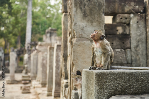 Photography Monkey