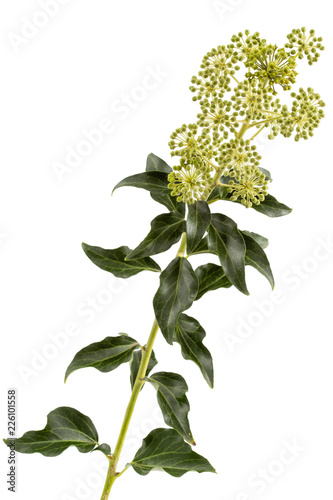 Flowering ivy  branch with inflorescences and green leaves  isolated on white background