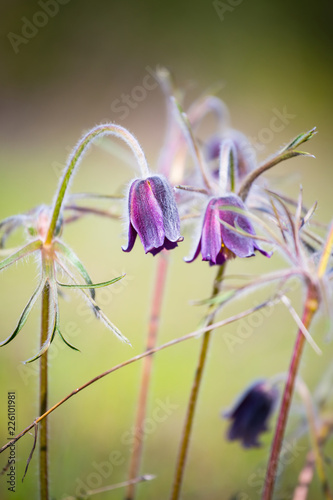 beautiful closeup violet prairie bell flowers