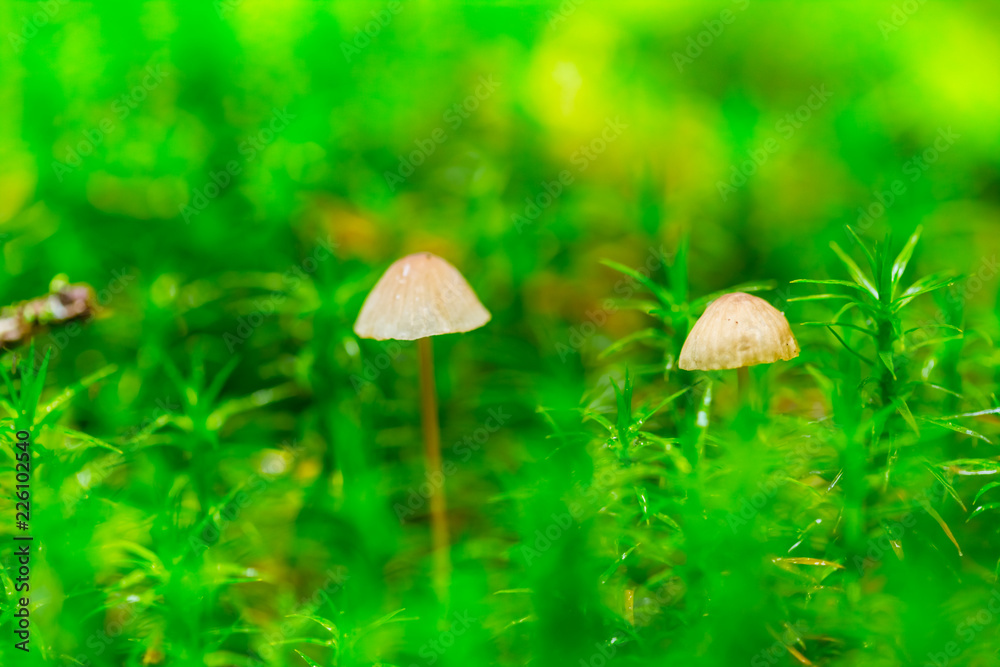 closeup small poison mushroom in a green moss closeup small poison mushroom in a green moss
