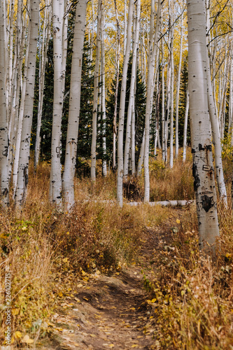 Hiking Trail Through a Grove of Aspen Trees with Yellow Leaves in the Fall in Utah