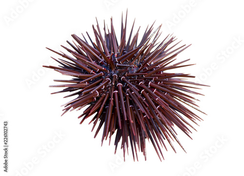 Sea urchin
