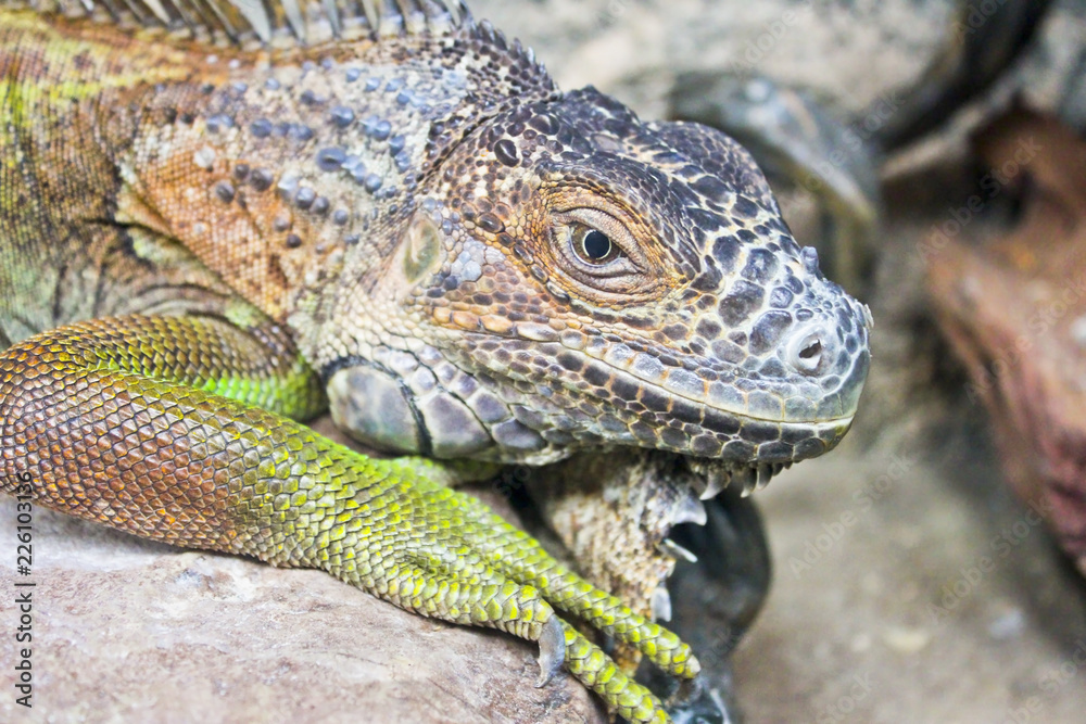 Iguana Iguana
